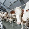В Курганской области открыта молочная ферма