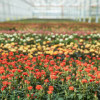 Под Новосибирском открыли роботизированный комплекс по выращиванию роз