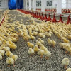 В Башкирии открыт новый корпус птицефабрики «Чермасан»