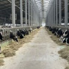 В Перемышльском районе Калужской области введён новый корпус молочного комплекса
