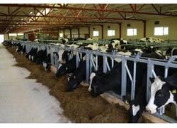 Новые предприятия АПК и пищевой промышленности в октябре 2023 года