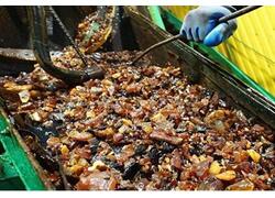 Калининградский комбинат в 2023 году добыл 630 тонн янтаря