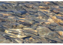 Дальневосточные филиалы ФГБУ «Главрыбвод» перевыполнили планы по выпуску лососевых