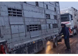 Новая партия племенных нетелей поступила в отделение молочного комплекса «Октябрь» ООО «Молко»