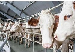 В Курганской области открыта молочная ферма