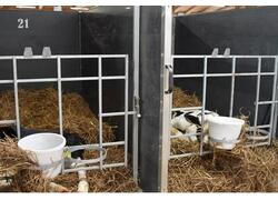 В Архангельской области открыт новый телятник