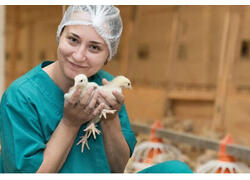 Томская компания «Сибагро» на 90% заместила импорт инкубационных яиц