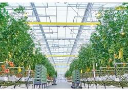 Тюменская область полностью покрыла свои потребности в тепличных овощах