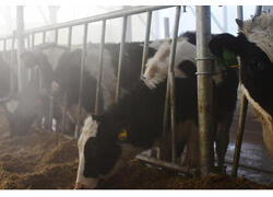 Новый телятник открылся в Чувашии на предприятии «Родина»