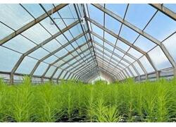 В Хабаровском крае показатель лесовосстановления составил 150%