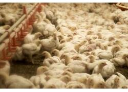 Новую птицефабрику открыли на западе Челябинской области