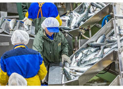 Производство рыбной продукции в России за 11 месяцев 2023 года увеличилось на 9% — до 4,1 млн тонн