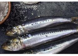 Пелагическая путина 2023 года: рекордный вылов иваси