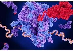 Нанопочту для лекарств создали в&nbsp;Сеченовском университете