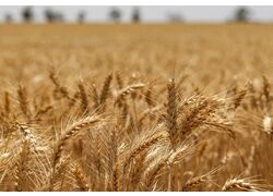 В Тамбовской области увеличили производство твёрдых сортов пшеницы