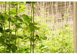 В Курчатовском геномном центре разработали установку для ускоренного развития растений