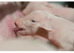 Новые предприятия АПК и пищевой промышленности в январе-феврале 2024 года