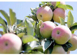 В 2023 году российские аграрии предварительно собрали порядка 1,75 млн тонн плодов и ягод