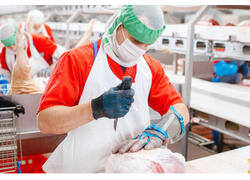 Чистогорский свинокомплекс «Сибагро» начал производство охлажденной продукции