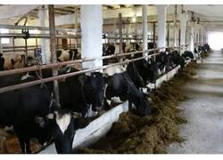 На юге Карелии восстановлена молочная ферма на 400 голов крупного рогатого скота