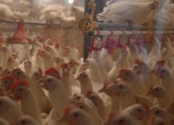 В Запорожской области заработала птицефабрика по выращиванию бройлеров и кур-несушек