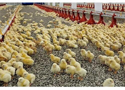 В Башкирии открыт новый корпус птицефабрики «Чермасан»