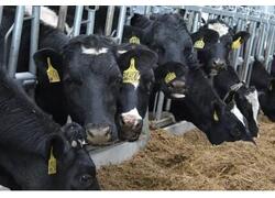 Новые предприятия АПК и пищевой промышленности в марте 2024 года