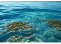 Российские ученые открыли новый организм и назвали его в честь братьев Стругацких