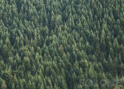 За 20 лет площадь лесов в России увеличилась на 54 тысячи квадратных километров.