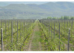 В&nbsp;Дагестане заложили 687 гектаров садов