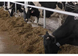 Роботизированная ферма на 130 голов открылась в Нижегородской области