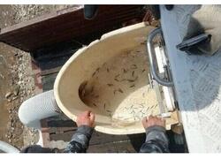 Реки Приморья пополнились молодью кеты