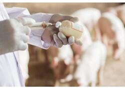 В России выросло производство ветеринарных препаратов