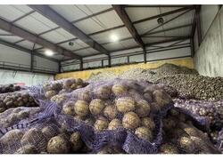 В&nbsp;Бурятии запустили в&nbsp;эксплуатацию хранилище на&nbsp;8 тыс тонн картошки