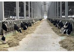 В Перемышльском районе Калужской области введён новый корпус молочного комплекса