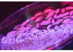 Пермские исследователи получили патент на способ обработки семян зерновых культур лазером