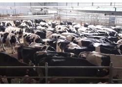 В Рязанской области открыта вторая очередь крупного молочного комплекса