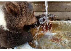 В Мариупольском зоопарке открыли звериный детский сад