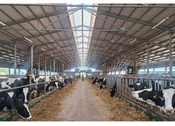 Новую молочную ферму на 1040 голов открыли в Бутурлинском районе Нижегородской области
