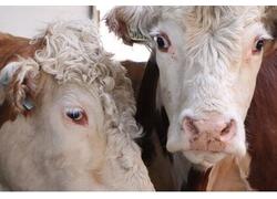 Ферму по выращиванию бычков породы герефорд открыли в Подмосковье