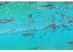 РусГидро организовало зарыбление рек Кабардино-Балкарии