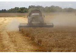 В Краснодарском крае достигнута рекордная урожайность пшеницы