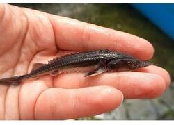 Осетровые Амура получают пополнение