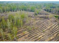 Самые подходящие растения для рекультивации угольных разрезов выбрали учёные