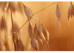 В России создали стимулятор роста растений, повышающий урожай в 1,5 раза