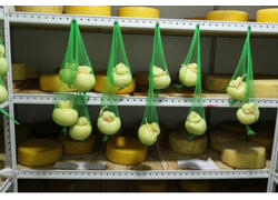 Цех по производству крафтовых сыров открыли в Кузбассе