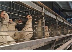 На Чукотке запущена новая птицефабрика