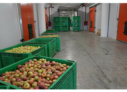 На&nbsp;ферме &laquo;Сад&raquo; в&nbsp;Дагестане открылся новый фруктовый склад