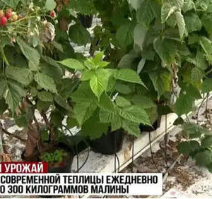 В&nbsp;Крыму открыт новый тепличный комплекс