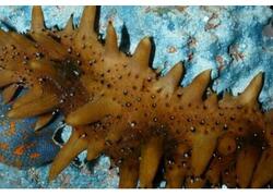 9 млн молоди гребешка и трепанга выпустили в естественную среду Приморья